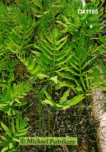 Sensitive Fern (Onoclea sensibilis)